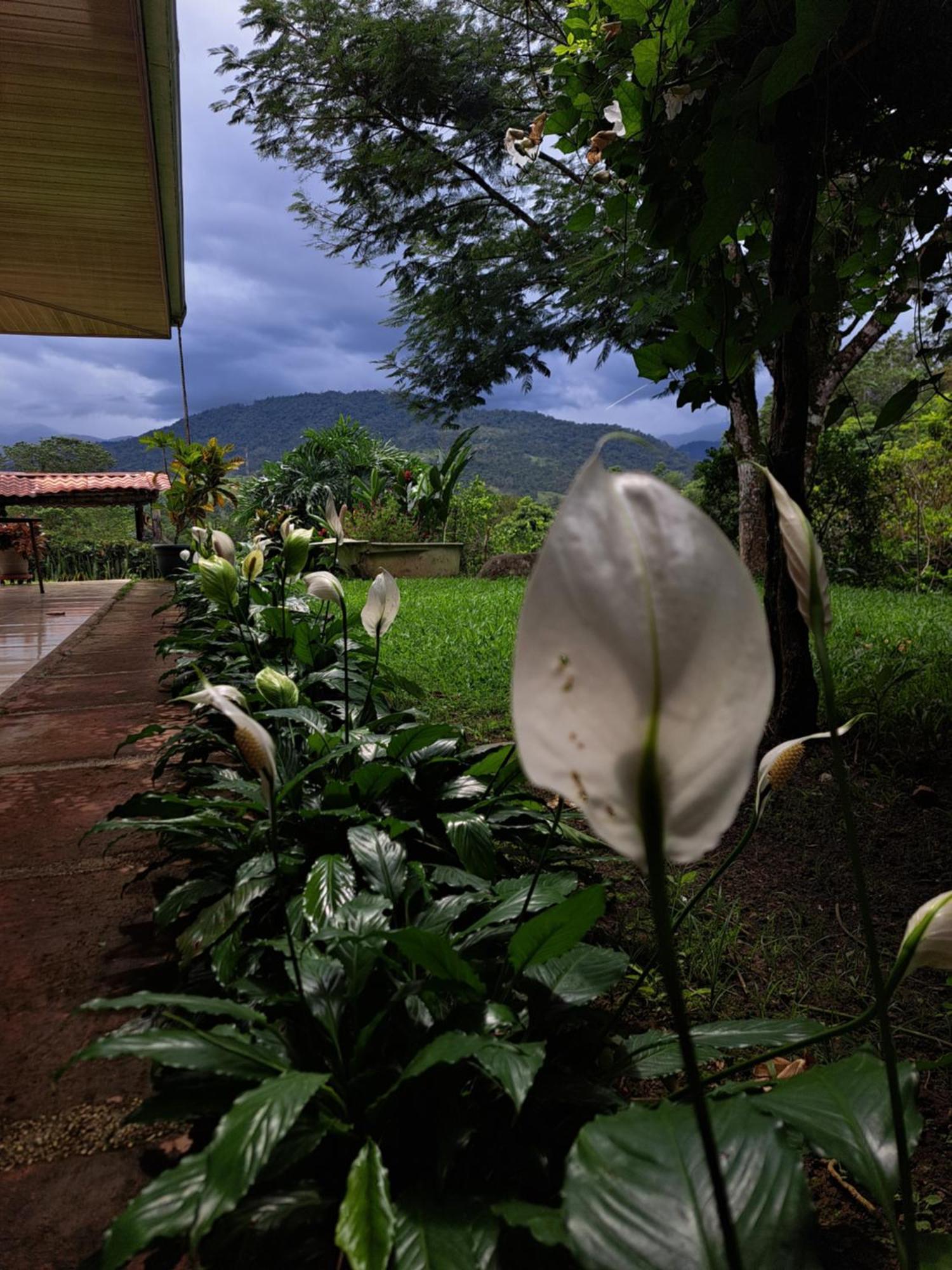 Hospedaje Luis Y Ana Pejibaye Exterior foto